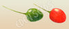 Chilli Tepin Seeds