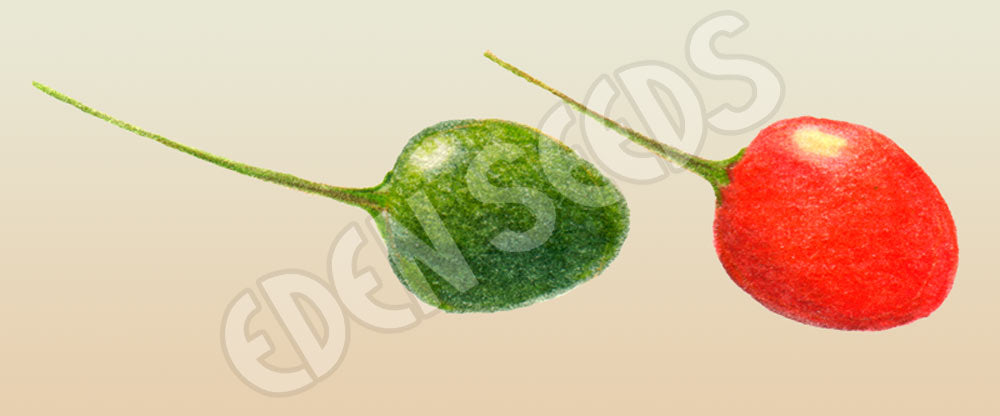 Chilli Tepin Seeds