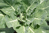 Collards Champion Seeds