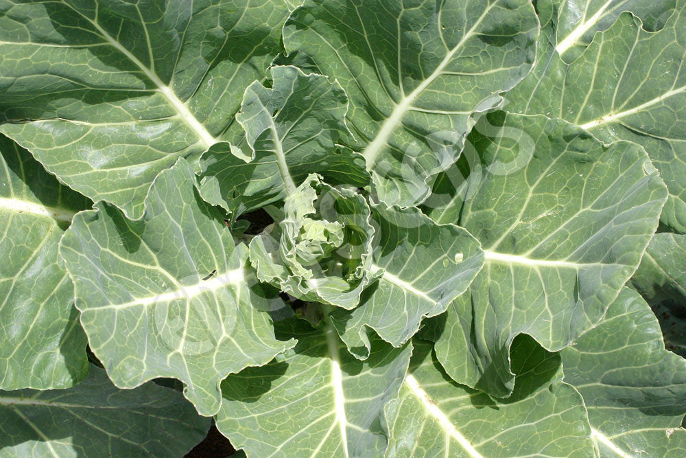 Collards Champion Seeds