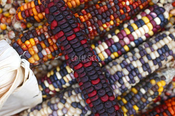 Corn Flour Painted Mountain Organic Seeds