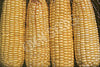 Corn Sweet Balinese Seeds