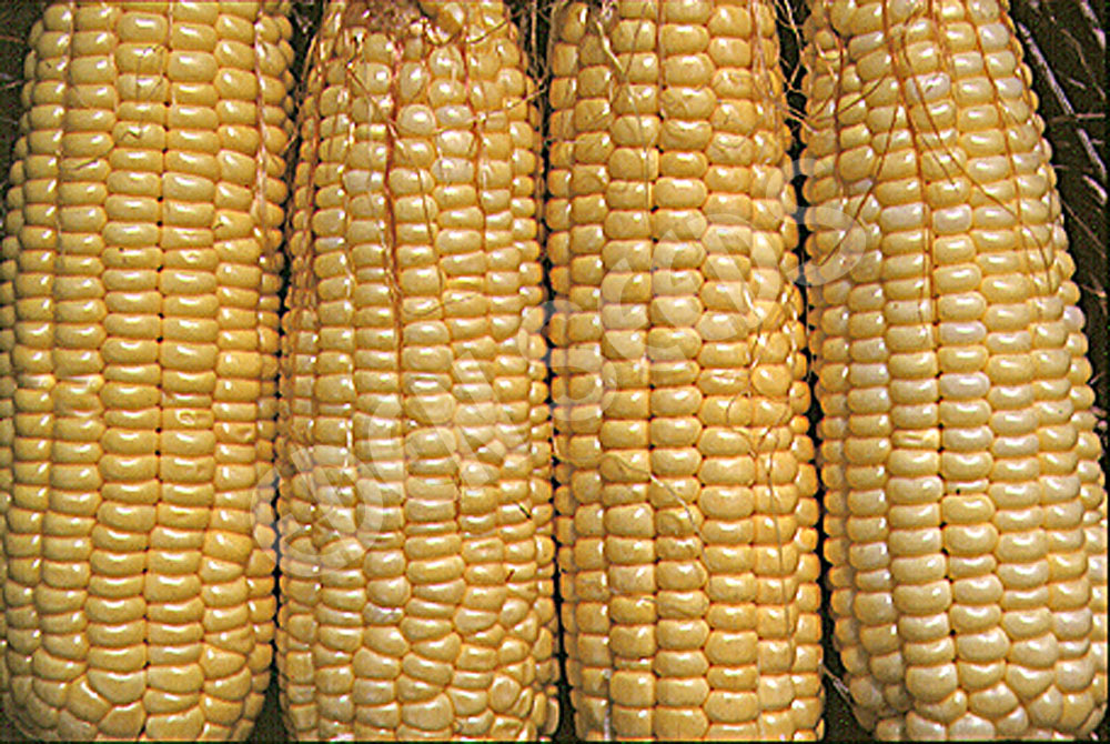 Corn Sweet Balinese Seeds