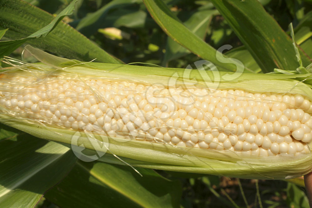 Corn Sweet Country Gentleman Seeds