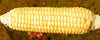 Corn Sweet Golden Bantam Seeds