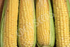 Corn Sweet Jolly Roger Seeds