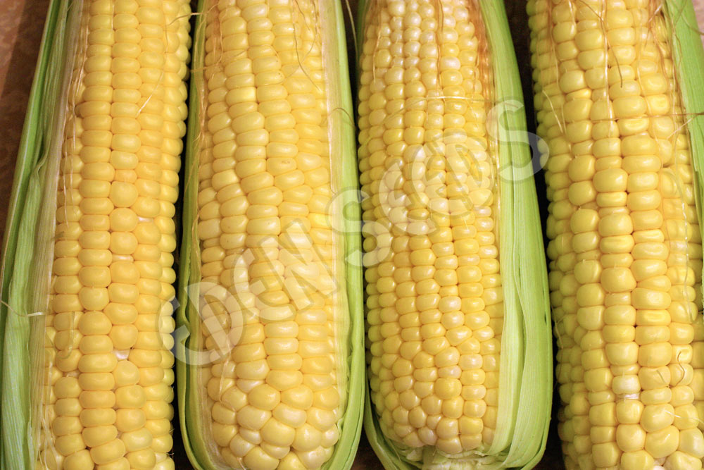 Corn Sweet Jolly Roger Seeds
