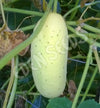 Cucumber Giant Russian Seeds