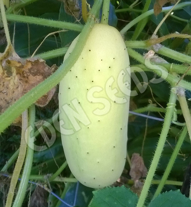 Cucumber Giant Russian Seeds