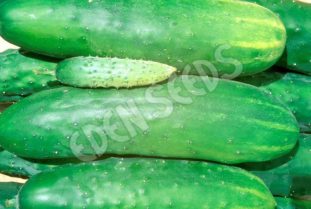 Cucumber Green Gem Seeds