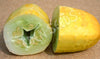 Cucumber Jefferson Seeds