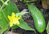 Cucumber Lebanese Mini Muncher Organic Seeds