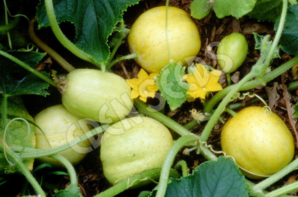 Cucumber Lemon Seeds