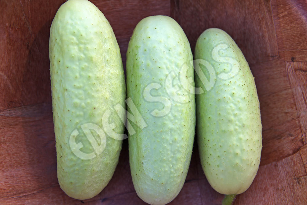 Cucumber Long White Seeds
