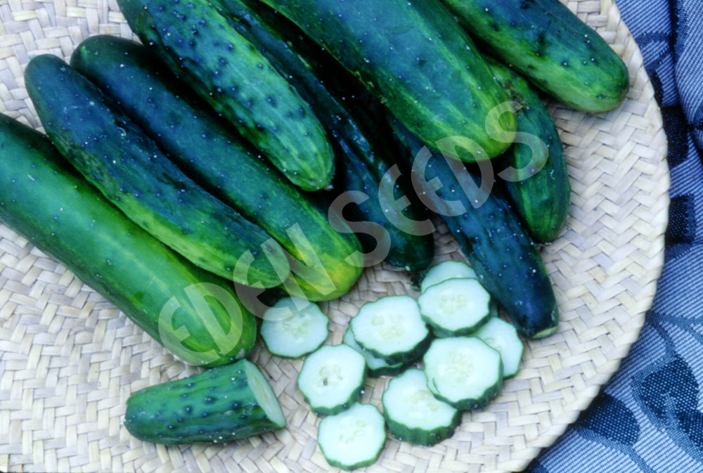 Cucumber Marketmore Organic Seeds