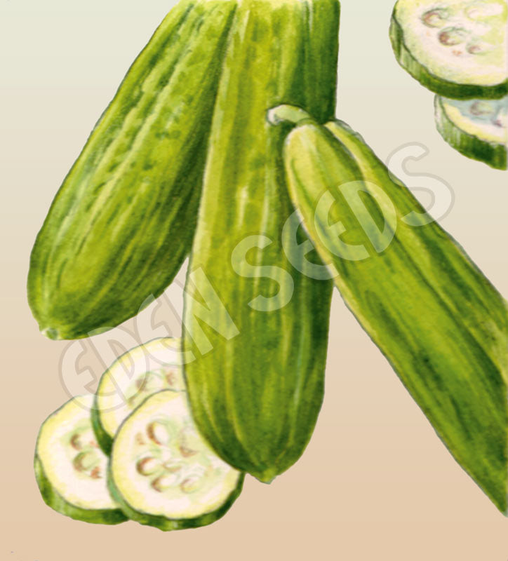 Cucumber Muncher Burpless Seeds