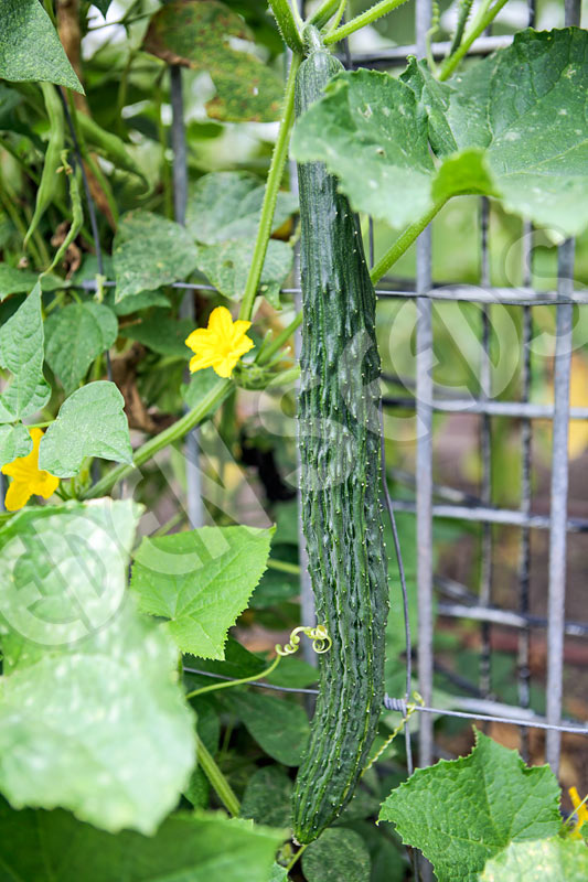 Cucumber Suyo Long Seeds