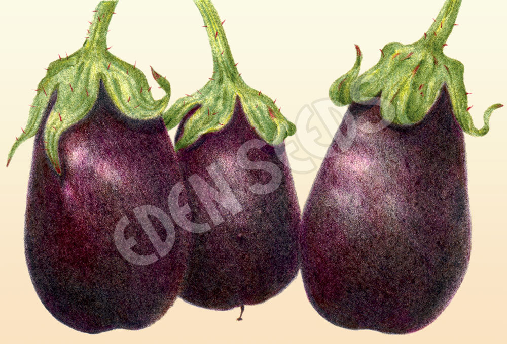 Eggplant Black Beauty Organic Seeds