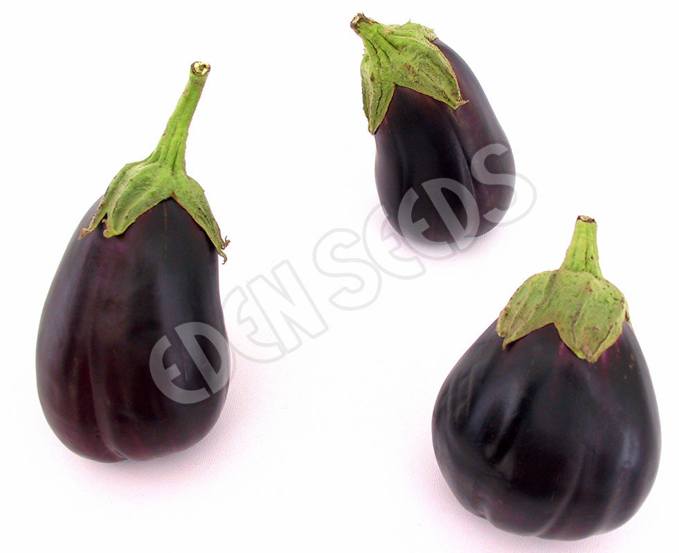 Eggplant Black Beauty Seeds