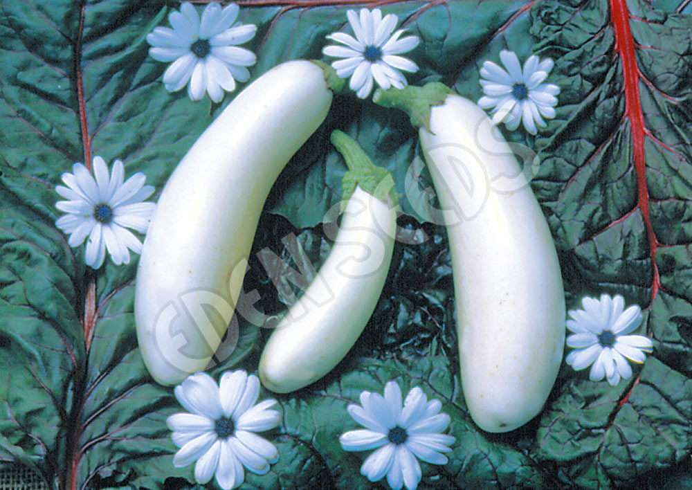 Eggplant Casper Seeds