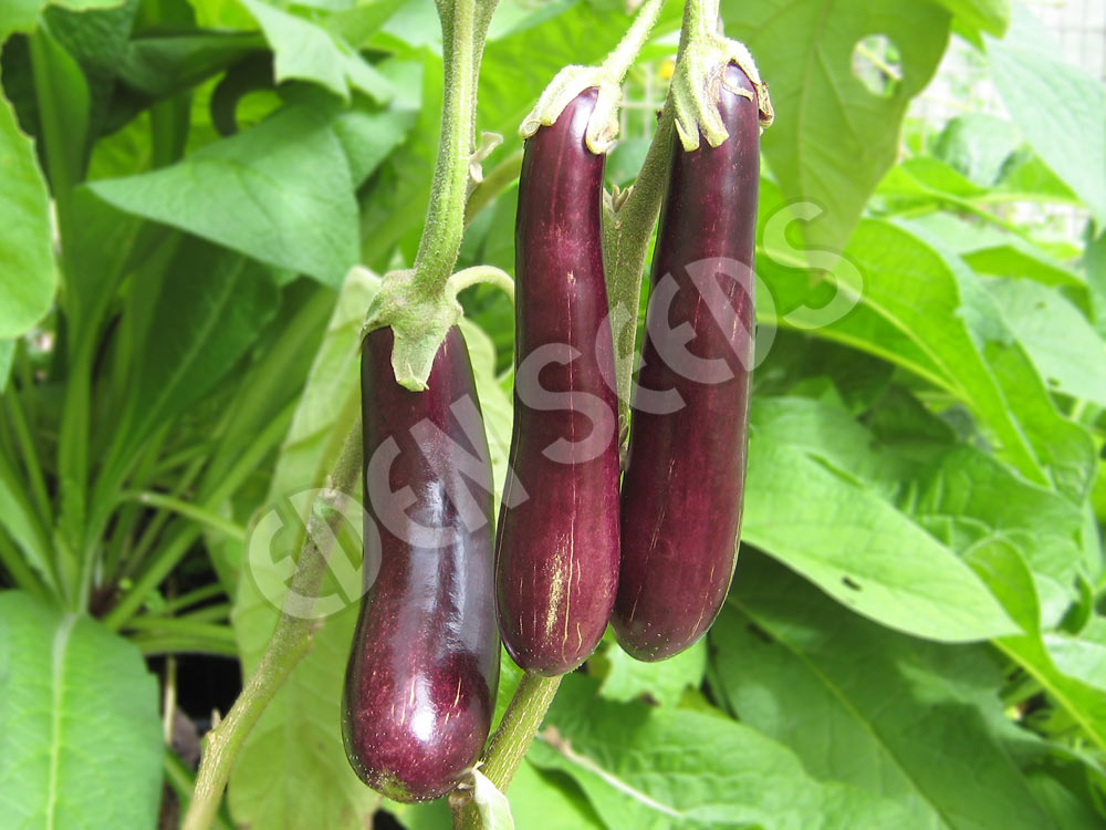 Eggplant Early Long Purple Seeds