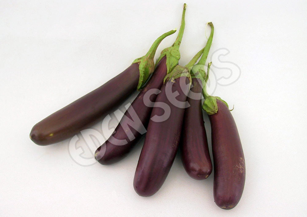 Eggplant Little Fingers Organic Seeds