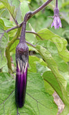 Eggplant Ping Tung Long Seeds