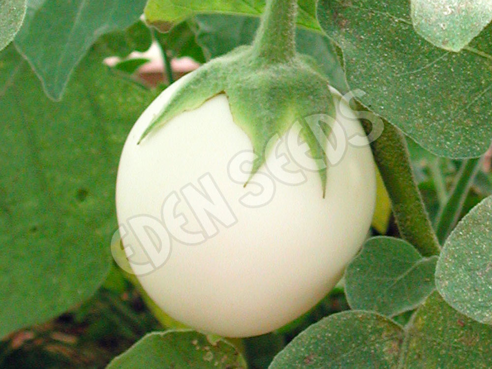 Eggplant White Egg Seeds