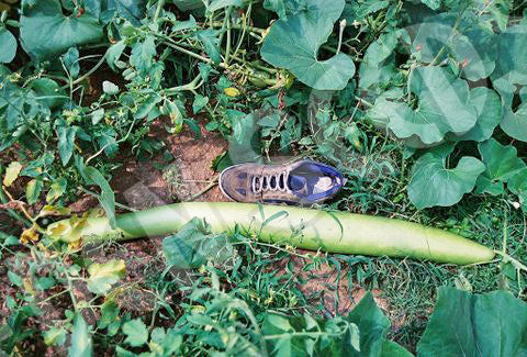 Gourd Cucuzza Seeds