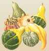 Gourd Small Warted Seeds