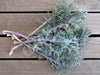 Kale Bear Necessities Seeds