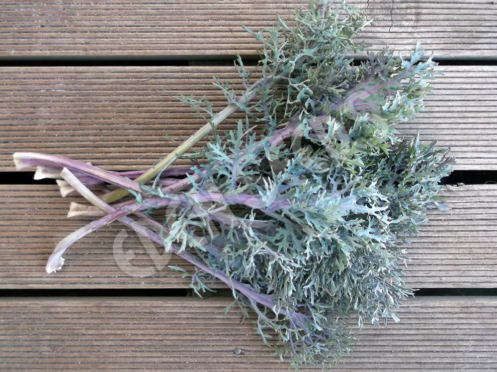 Kale Bear Necessities Seeds