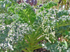 Kale Dwarf Blue Curled Seeds