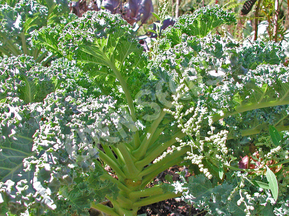 Kale Dwarf Blue Curled Seeds