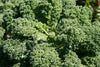 Kale Dwarf Green Seeds