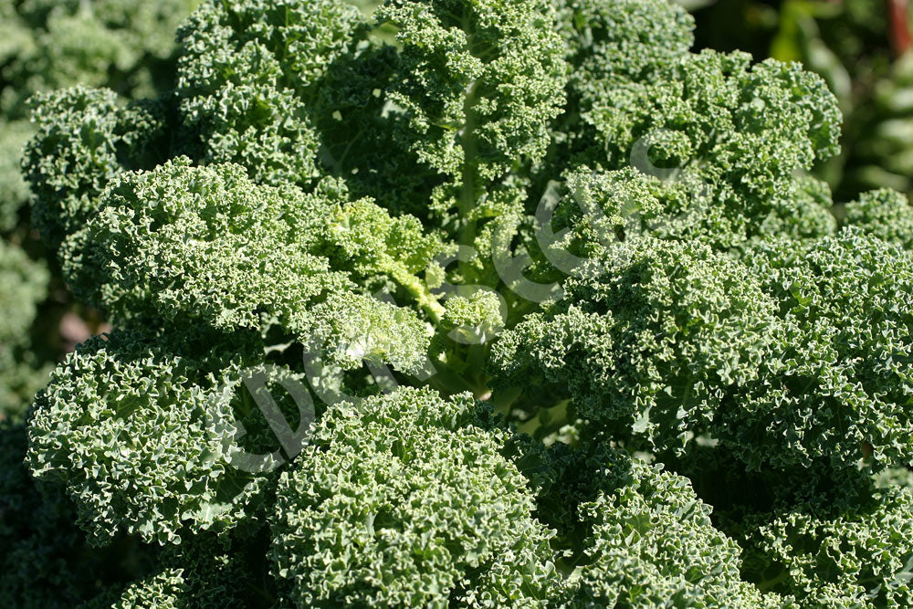 Kale Dwarf Green Seeds