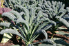 Kale Nero Di Toscana Seeds