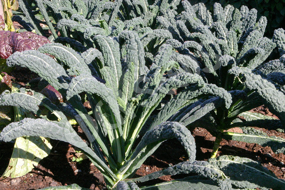 Kale Nero Di Toscana Seeds