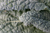 Kale Nero Di Toscana Organic Seeds