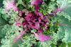 Kale Ornamental Fringed Mixed Seeds