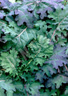 Kale Red Russian Seeds