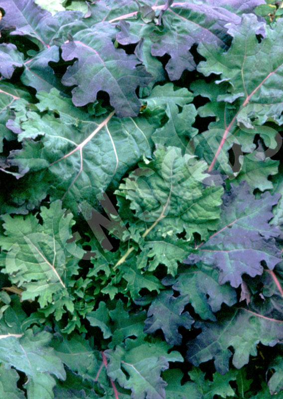Kale Red Russian Seeds