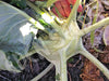 Kohl Rabi Gigante Seeds