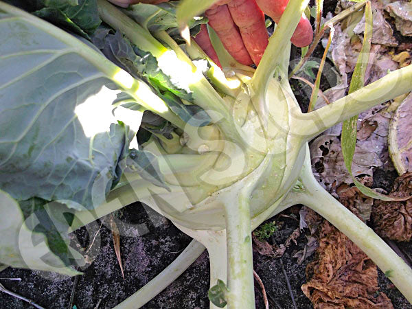 Kohl Rabi Gigante Seeds