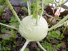 Kohl Rabi White Vienna Seeds