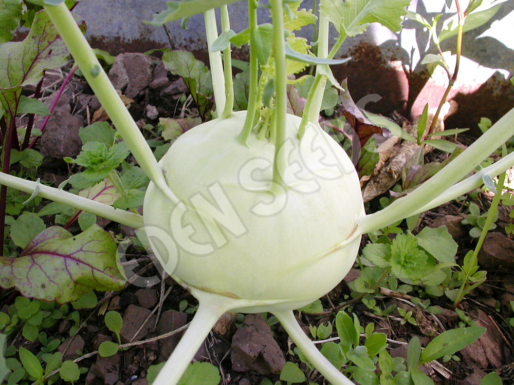 Kohl Rabi White Vienna Seeds