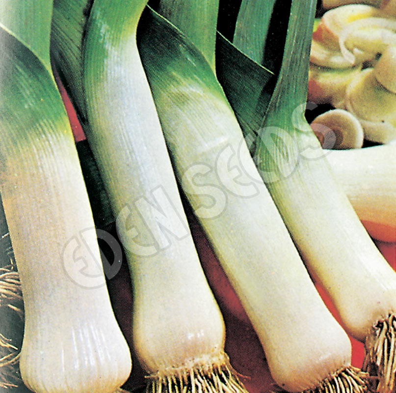 Leek Carentan Organic Seeds