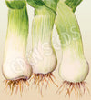 Leek Musselburgh Organic Seeds