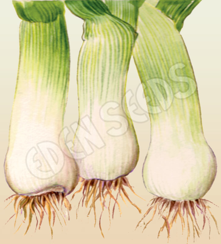 Leek Musselburgh Organic Seeds