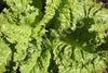 Lettuce Australian Yellow Seeds